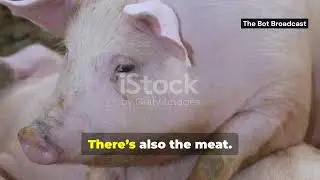 🚨 The McRib Conspiracy Exposed! 🚨