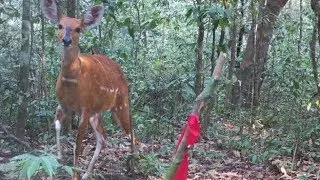 The world's largest forest antelope has been caught on camera for the first time