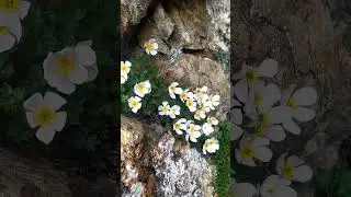 Flowers on the way of #AdiKailashYatra2023 || #Himalayan #Flowers #CookLily #KailashParvat #shorts
