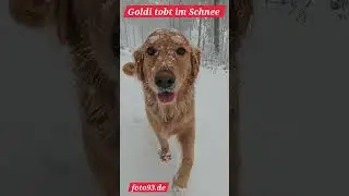 Golden Retriever f&auml;ngt Schneeball