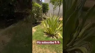 #Furcaria #furcraea #agaveplant #shorts #viralshorts