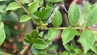 Sechuan pepper tree ( Zanthoxylum Bungeanum ) looks like it might flower for the 1st time 🤞