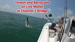 Barracuda and Tarpon at Channel 2 Bridge in Islamorada, Florida Keys on Live Mullet!