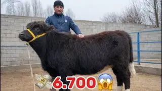 💸6.700.BOSHLAP QOYVORDI AKA UKALAR HUNAJINLAR VA BUQALAR SHOSHLIG 2026_01_03_febral.