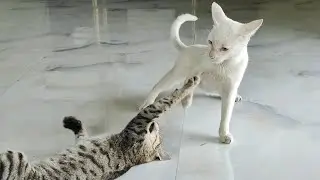 Cute cat fight 😸 | new cat video | naughty cats | cute cat video #cat #catvideos #catlovers #cats 