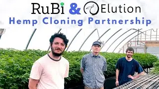 RuBi and Elution Hemp Labs - Hemp Cloning Partnership