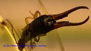 Why Do You Afraid of Earwig Forficula auricularia in House? Is It Dangerous, Pest or Not? entomology