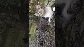 KUCING CAMPURAN PERSIA #kucing #hewanlucu