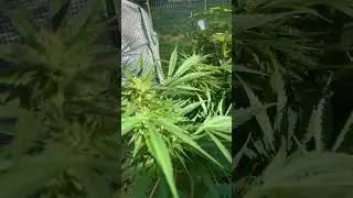Space Queen Outdoor Grow 2025 week 6 flowering🚨‼️