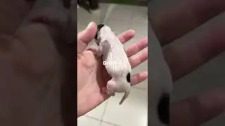 Chihuahua &eacute; a menor ra&ccedil;a de cachorro do mundo e encanta pelo seu tamanho e pelo seu olhar meigo