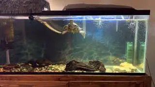 How I take care of my 55 gallon aquarium with Mississippi Map turtle - basic care guide/set up