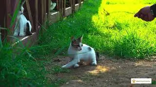Chicken and Cat &ndash; Funny Animal Interaction #Shorts