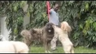 RAW Africa - Man's Best Friend