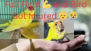 How to Give Treatment for Injury 🤕 🐦 Bird / Birds Ka Treatment Kaise Kare