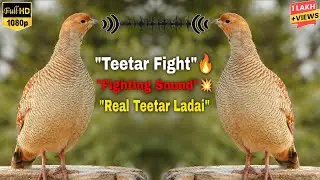 Real Teetar Fighting Sound 💥 | Grey Francolin Ladai | Original Desi Awaaz