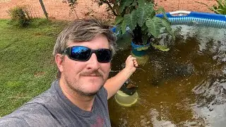OFF GRID MONSTER FISH POND VOL1 PLANTING  ELEPHANT EAR AND OUTHER PLANTS