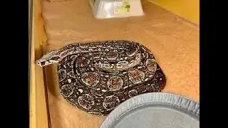 Locality Boa Basics:  How to Grow your Boas Big