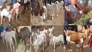 Bakra mandi Hala
