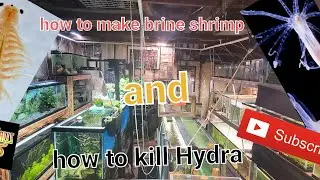 How to make brine shrimp and kill hydra