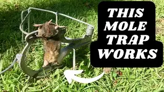 Nash Choker Loop Mole Trap
