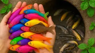 Great Catch Freshwater Aquarium Fish in Giant Colorful Eggs, Snail, Pencil Fish,