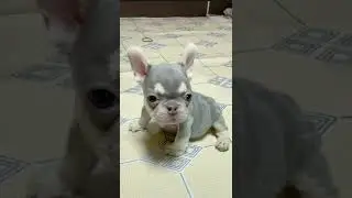 lovely cute Mini Pet Ever😊#love #like #cute #fun #funny #Mini#funnyvideo #short #shorts.