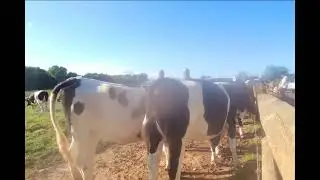 moo cows 🐄 at Tanners dairy