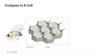 Collective behaviour and phase transition in cellular systems by Biplab Bose