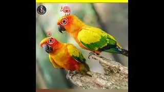 why don't birds fall off trees when they sleep