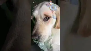 Glamorous Dog Makeover | Funny Puppy Reactions!#DogMakeup #FunnyDogs #PuppyTransformation