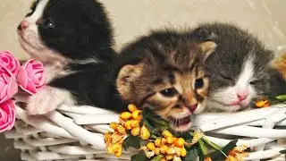 Magical Moments.. too Cute Kittens