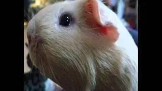 13. Taal van de Cavia.wmv