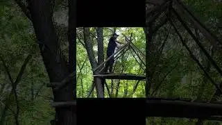 Predator-Proof! 🐻 Building an Elevated Raised Shelter in the Deep Wild Forest 🌲🏠 #Shorts