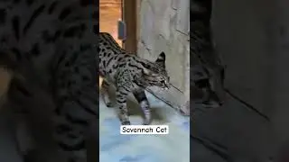 Pretty Savannah Cat