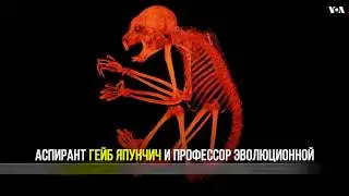Cпасти лемуров от вымирания