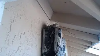 Live Dove Cam