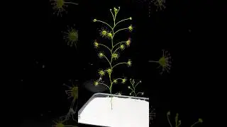 Deadly tentacles ready to feed #carnivorousplants #plants #drosera #sundew #timelapse