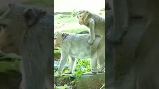 monkey mating #shorts