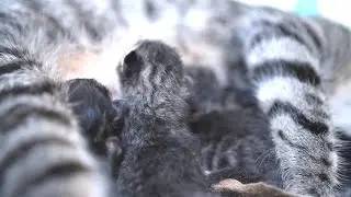 Мамочка, дай нам колострум! #3
