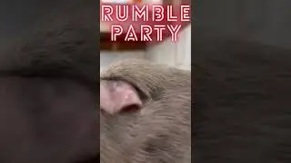 Rumble party! When boy guinea pigs meet for the first time&hellip;&hellip;