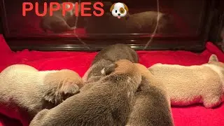 INSHALLAH_ENT PUPS.