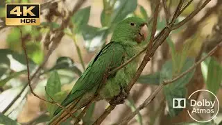  Deep Forest & Wildlife Journey with Calming Music #4k #nature  #video  #animals 