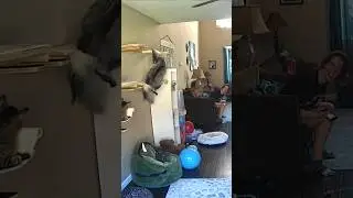 Just another day in Flokiland! #catsbeingweird #funnycatvideo #FlokiVonThunderpaws #FluffyCats