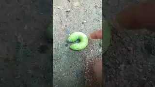 #Humming bird mouth caterpillar #Bug