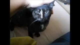 Lippy vs Sheba