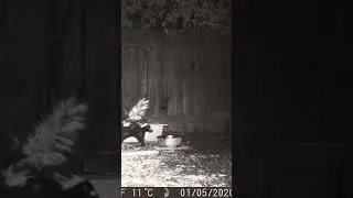 Skunk Mating Season #backyardwildlife #skunks #chase