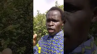 Lugbaramagazine/who are Aringas 