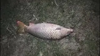 Rehu common machali fish ka sikar 
