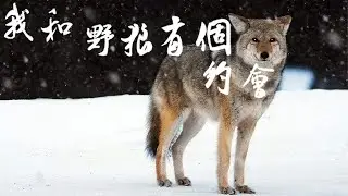 纪录片《我和野狼有个约会》——年轻女画家与受伤小狼的爱恨纠葛