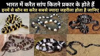 krait kitne prakar ke hote hain/krait snake kitne prakar ke hote hain/types of krait snake in india